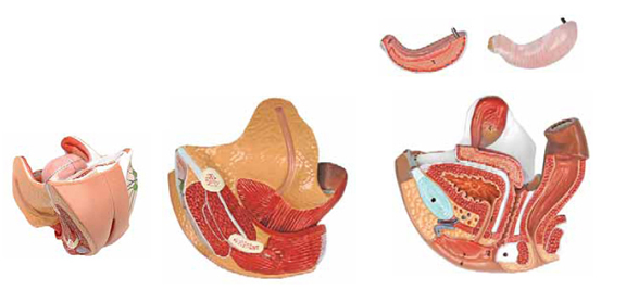 Female Genital Organs 4 Parts